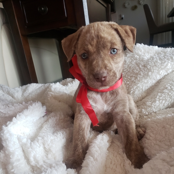 Meet your Posher, M - Picture 2 of 2